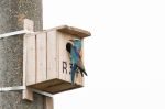 European Roller
